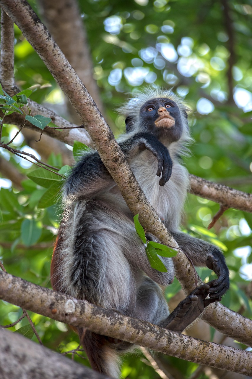 monkey, mantled guereza, zanzibar, africa, tanzania, guereza, primate, mammal, animal, forest, nature, eastern black-and-white colobus, abyssinian black-and-white colobus, savanna