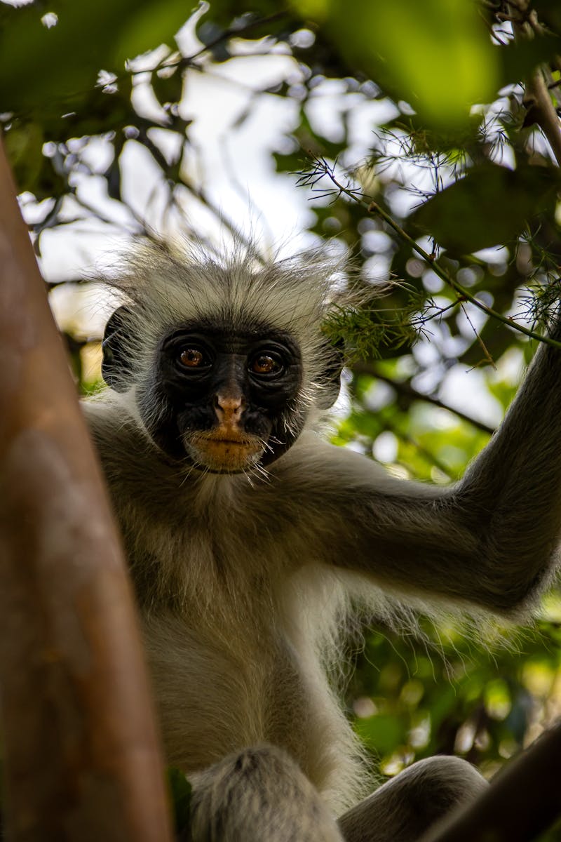 Close-up of a Zanzibar Red Colobus monkey in its natural habitat at Jozani Forest, Tanzania.