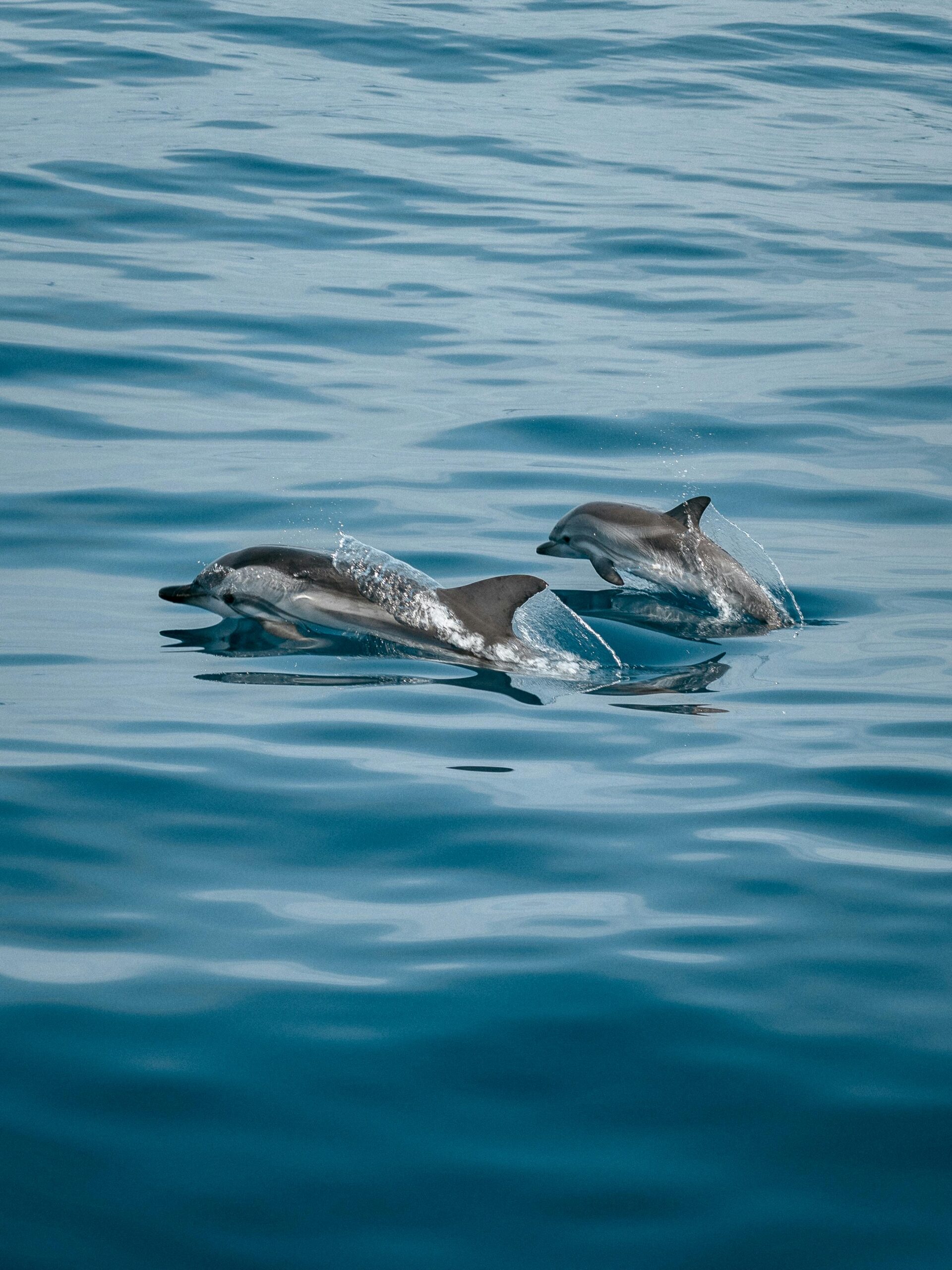 A pair of dolphins gracefully leaping through the tranquil ocean waters off the coast of Spain.