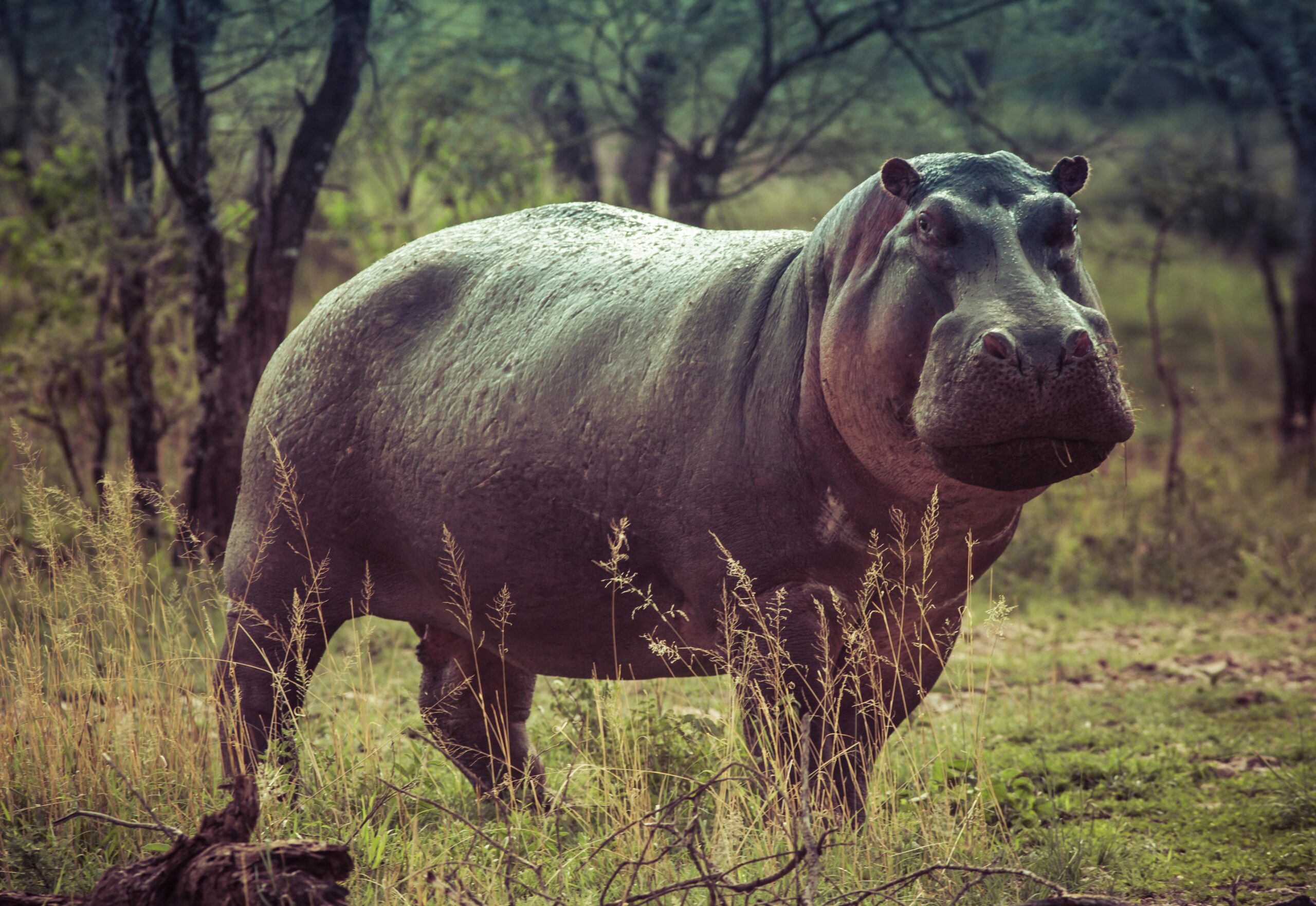 Close-up of a large hippopotamus in an African savanna capturing its natural habitat.