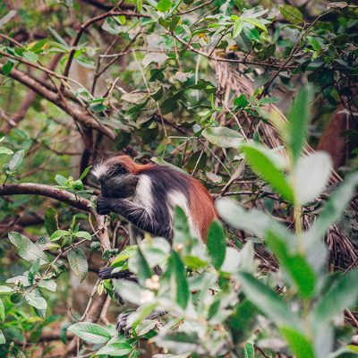 Jozani-Forest-Tour-02