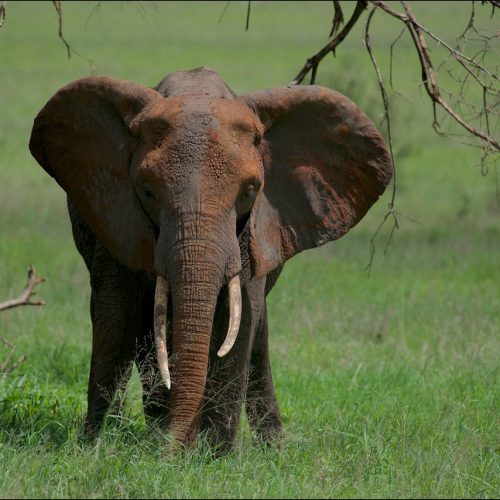 elephant, nature, wildlife, pachyderm, tarangire national park, tanzania, wilderness, elephant, elephant, elephant, elephant, elephant