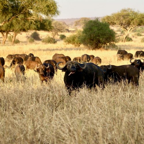 A herd of African buffalo grazing in the savanna under vibrant daylight.