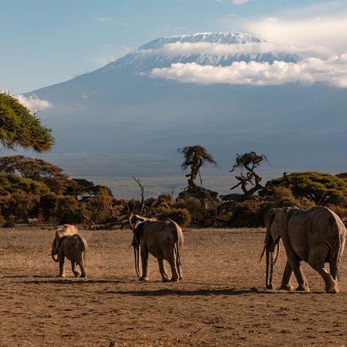 A herd of African elephants walking on savannah with Mount Kilimanjaro in the background.