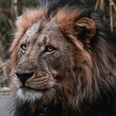 Close-up portrait of a majestic male African lion showcasing its regal mane and intense gaze, captured in Botswana.